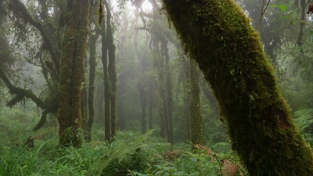 Sendero rodeado de helechos y arboles llenos de musgo y vegetaci&oacute;n en un dia nublado con lluvia en el bosque tropical nuboso en las monta&ntilde;as de Costa Rica
