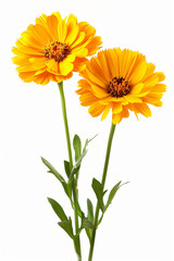 Obraz premium Calendula close-up picture