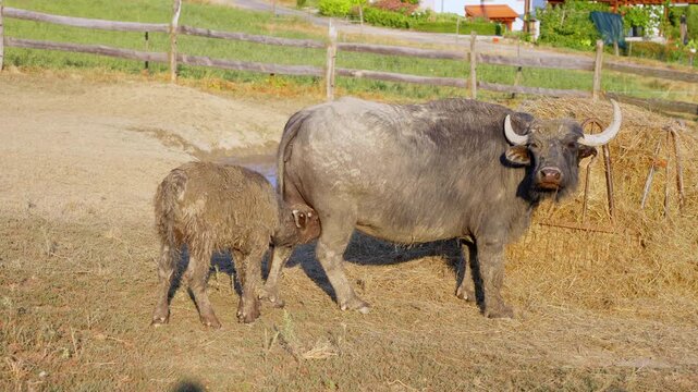  domestic buffalo feeding its baby buffalo in a corral in the summer setting sun at Balaton Upland Hungary
