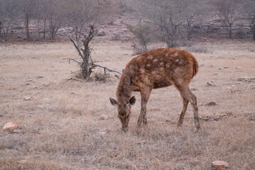 Sambar deer grazing in Ranthambhore National Park in Rajasthan, India
