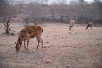 Sambar deer grazing in Ranthambhore National Park in Rajasthan, India