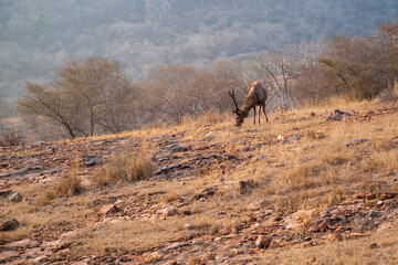 Rusa unicolor or sambar is a large deer native to the Indian subcontinent, South China and Southeast Asia that is listed as a vulnerable species on the IUCN Red List since 2008