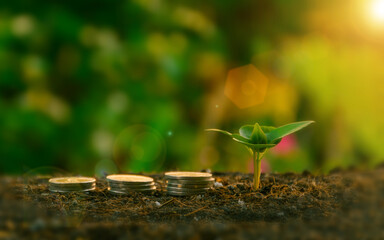 Young plant and Stacks coins next to soil with sunlight in the background, Sustainable Strategic Approach renewable energy Global warming and ecological growth with green energy, future environment