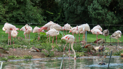 Flamingos an einem Teich im Zoo