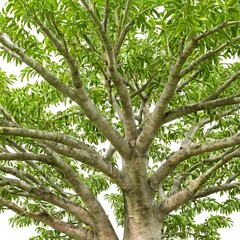 Fototapeta premium Mango tree isolated on white background