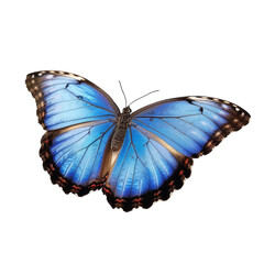 blue butterfly isolated on white transparent background png