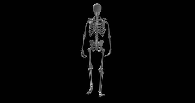 Human body, 3d and skeleton walking for medical information, research or biology with design. Structure, learning or science of anatomy in motion on dark or black background for diagnosis or bones