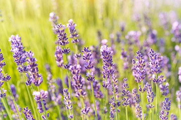 Scented lavender field in the sunlight. Blooming lavender flowers in the garden.