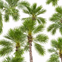 Fototapeta premium Palm tree isolated on white background