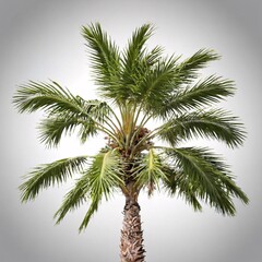 Fototapeta premium Palm tree isolated on white background