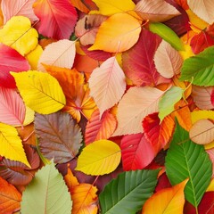 Obraz premium Assorted pile of colorful fall leaves, showcasing the rich diversity of autumn hues