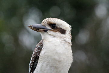 Close-up of a Laughing Kookaburra bird in Australia
