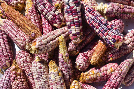 Ma&iacute;z criollo morado multicolor 