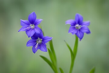Ohio spiderwort bokeh background, AI Generated