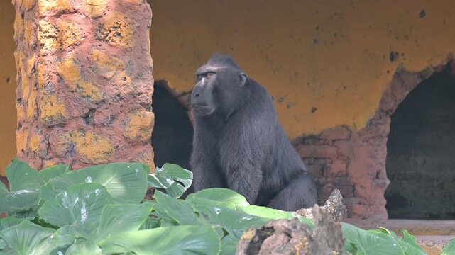 footage of a macaca nigra monkey from indonesia