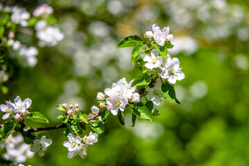 appletree blossom branch in the garden in spring
