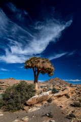 Quiver tree in rocky terrain of the Northern Cape province of South Africa, near Namibian border.