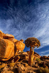 Portrait of lone quiver tree om barren rocks, northern Cape, South Africa, near Namibian border.