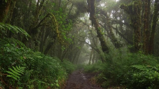 Sendero rodeado de helechos y arboles llenos de musgo y vegetaci&oacute;n en un dia nublado con lluvia en el bosque tropical nuboso en las monta&ntilde;as de Costa Rica