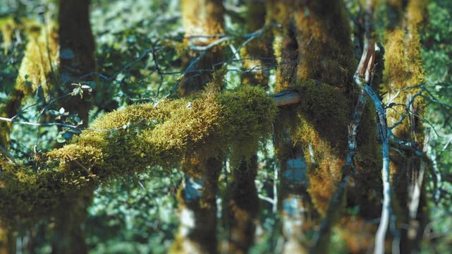 Miniaturized dead tree branches covered with moss. A slow-motion tilt-shift shot.