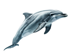 Obraz premium Dolphin isolated on transparent background