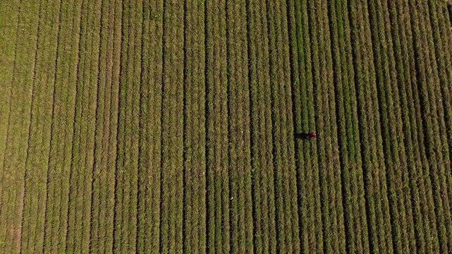 A man checking his carrots field