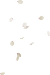 floating cherry blossom flower