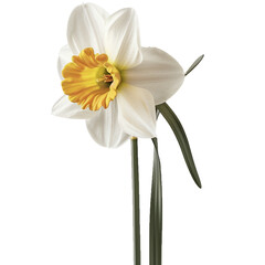 Fototapeta premium Spring colorful flower isolated on transparent background