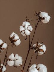 Cotton flowers, taupe color background, closeup