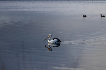 The Australian pelican is a large waterbird and is widespread on the inland and coastal waters of Australia. It is a predominantly white bird with black wings and a pink bill.	