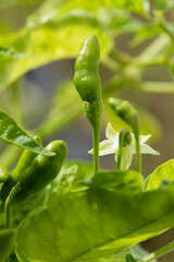 close up organic green chilli