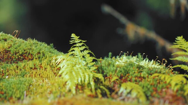 Young green fern leaves above the lush green carpet of moss. Parallax video, bokeh background.