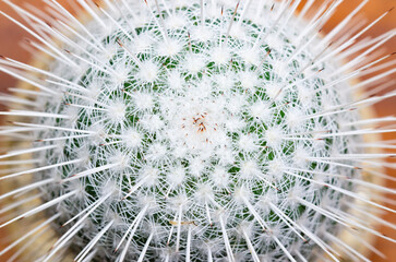 Beautiful cactus flower  close up cactus flower blooming