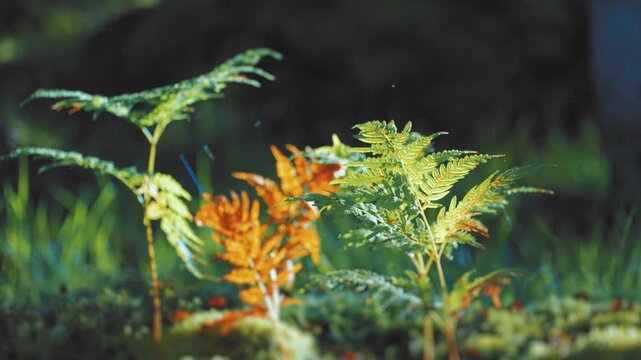 A close-up shot of the withering ferns in the dense forest undergrowth on the blurry background. Slow-motion, pan left and backward. High-quality 4k footage