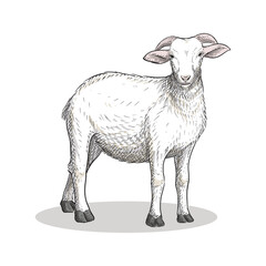 lamb in vintage hand drawn style