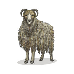 lamb in vintage hand drawn style