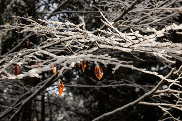 rami di un albero, con alcune foglie marroni ancora attaccate, ricoperti di neve e ghiaccio, in un bosco di montagna, in inverno