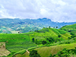 mist flows through the mountain, Natural landscape view, Beautiful view to green rainforest valley, Farmers' agricultural plots, pineapple farming on hill, Landscape panorama of pineapple plantation