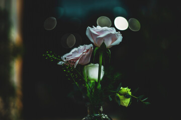  also brings an intense lemon scent that Michelangelo roses makes your garden more passionate than...