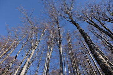 Obraz premium cime, tronchi e rami degli alti alberi spogli di un grande bosco di montagna, viste dal basso verso l'alto, guardando al cielo azzurro, di giorno, in inverno