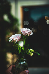  also brings an intense lemon scent that Michelangelo roses makes your garden more passionate than...