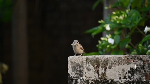 House sparrow. Its other name Passer domesticus and Indian House sparrow. This is a&nbsp;bird&nbsp;of the&nbsp;sparrow&nbsp;family Passeridae, found in most parts of the world. Slow motion video. 