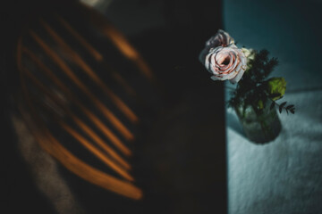 famous for their strong lemon scent. Michelangelo roses are great for adding to bouquets.The Michelangelo roses will bloom