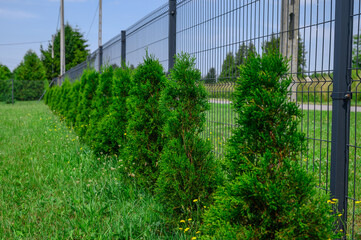 Piękny żywotnik wschodni posadzony jako żywopłot wzdluz ogrodzenia © Paweł Kacperek