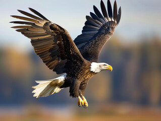 Fototapeta premium American Bald Eagle flying