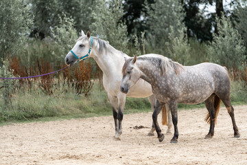 Obraz premium horses in paddock paradise natural habitat environment living their best life 