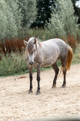 horses in paddock paradise natural habitat environment living their best life 