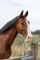 Naklejka premium brown horse blue eye portrait animal clean shot