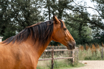Fototapeta premium horses in paddock paradise natural habitat environment living their best life 