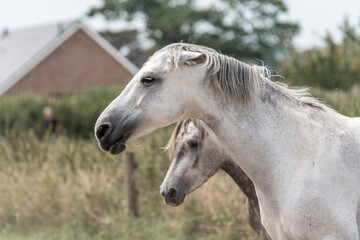 grumpy angry pinned ears grey horse mare herd behaviour 